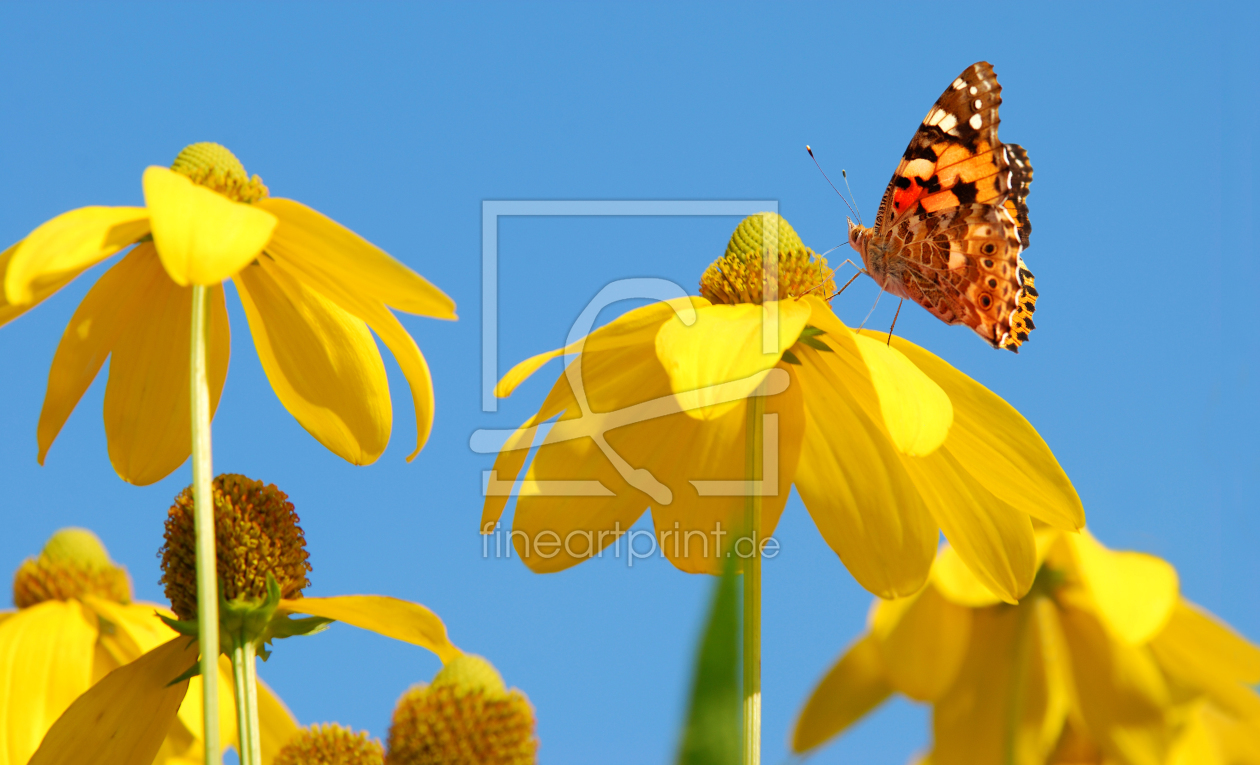 Sommerblumen als Grußkarten Druck 10591145 Fine...