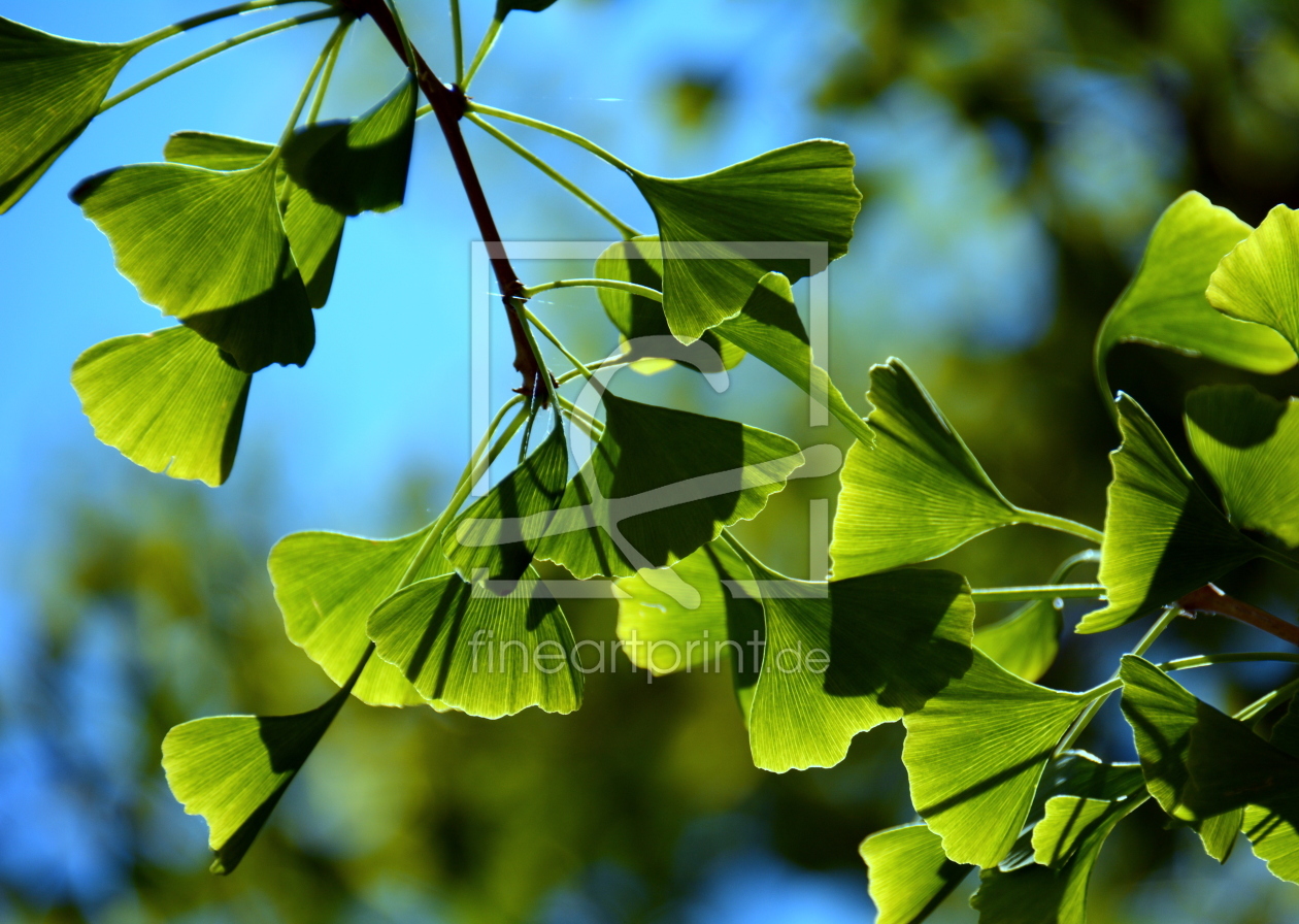 GINKGO als Grußkarten Druck 11265788 Fine Art Pr...