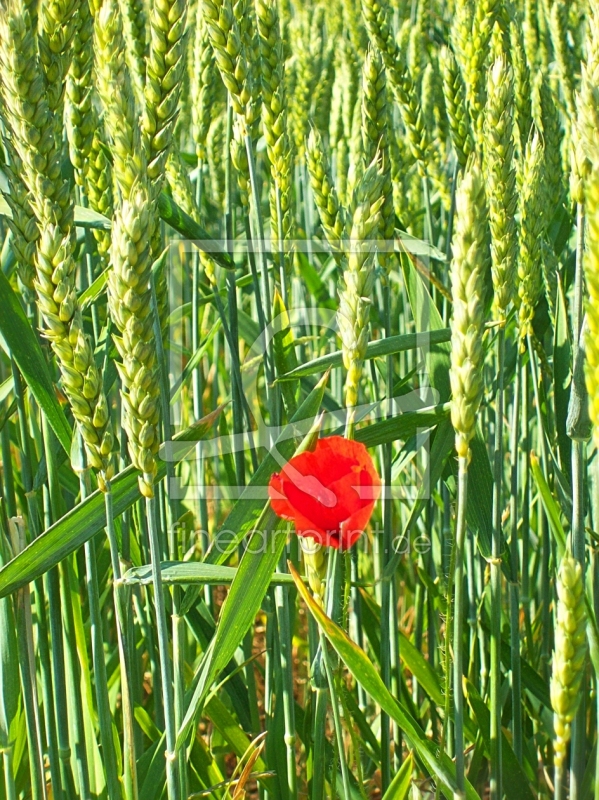 frei wählbarer Bildausschnitt für Ihr Bild auf Grußkarte