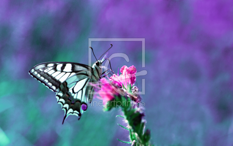 frei wählbarer Bildausschnitt für Ihr Bild auf Grußkarte