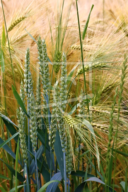 frei wählbarer Bildausschnitt für Ihr Bild auf Grußkarte