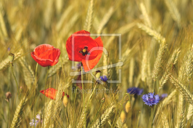 frei wählbarer Bildausschnitt für Ihr Bild auf Grußkarte