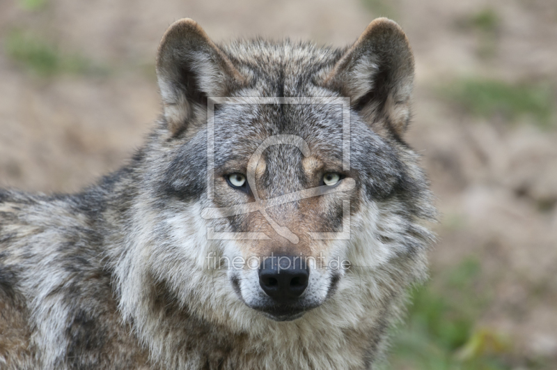 frei wählbarer Bildausschnitt für Ihr Bild auf Grußkarte