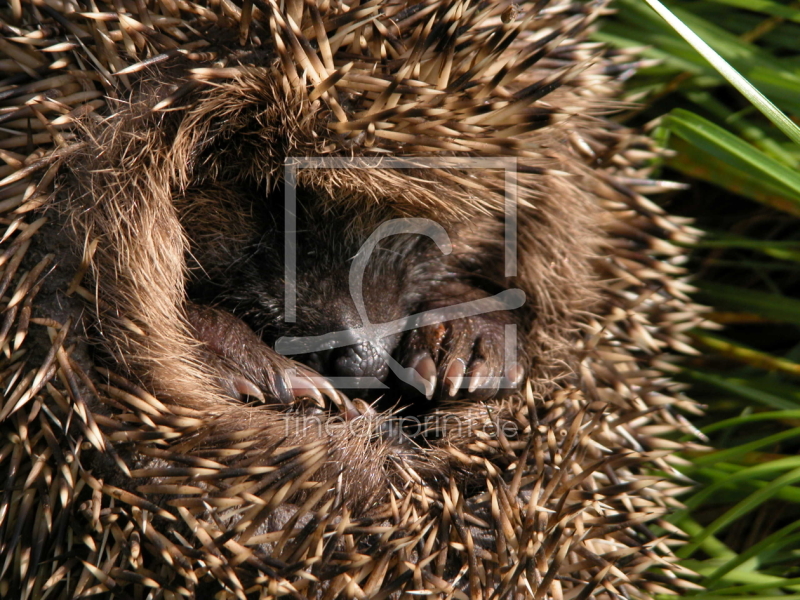 frei wählbarer Bildausschnitt für Ihr Bild auf Grußkarte