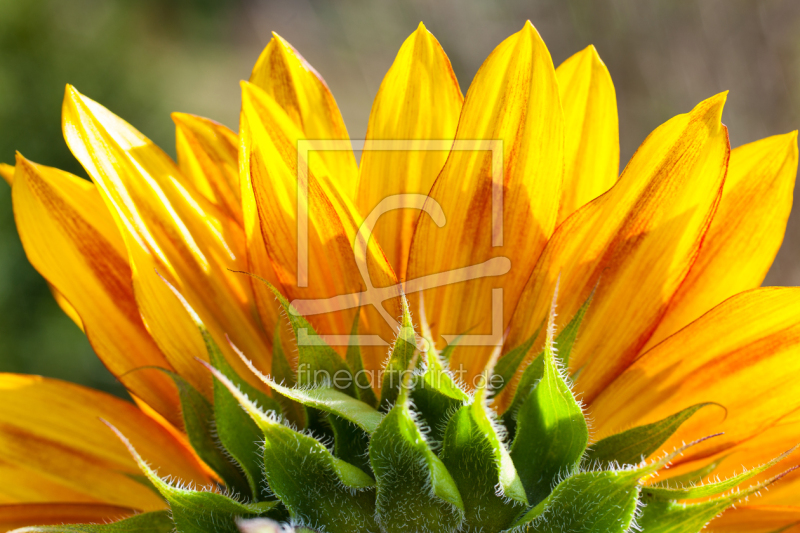 frei wählbarer Bildausschnitt für Ihr Bild auf Grußkarte