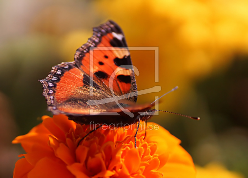 frei wählbarer Bildausschnitt für Ihr Bild auf Grußkarte