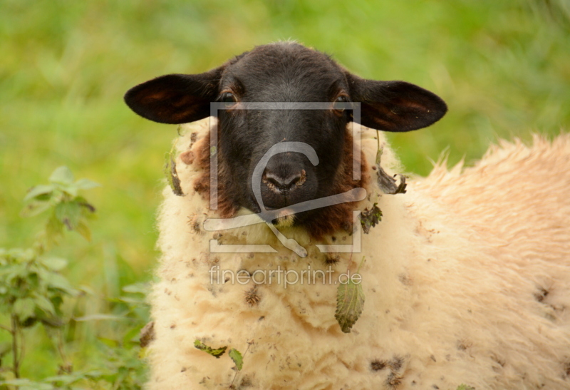 frei wählbarer Bildausschnitt für Ihr Bild auf Grußkarte