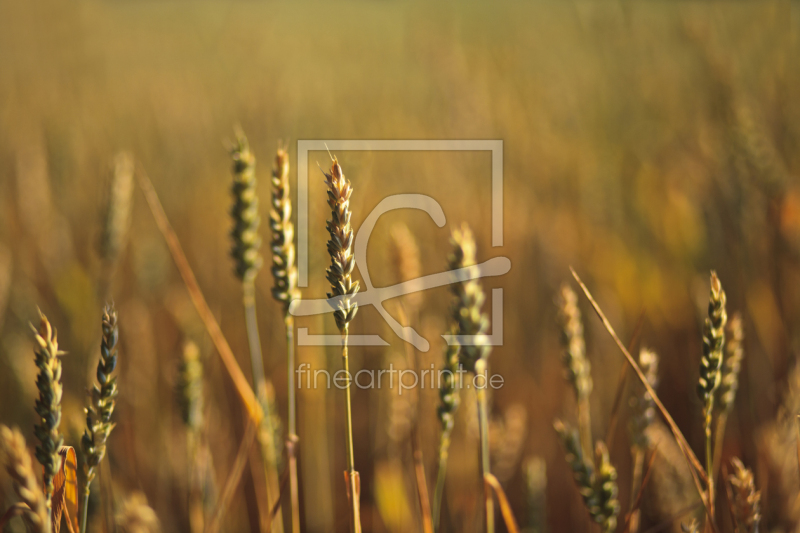 frei wählbarer Bildausschnitt für Ihr Bild auf Grußkarte