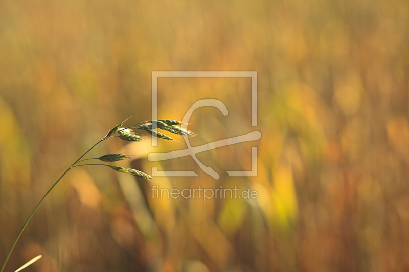 frei wählbarer Bildausschnitt für Ihr Bild auf Grußkarte