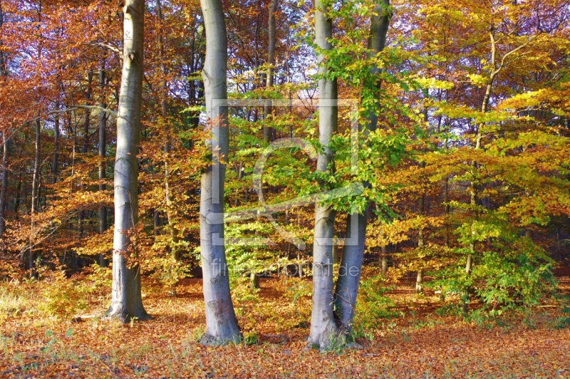 frei wählbarer Bildausschnitt für Ihr Bild auf Grußkarte