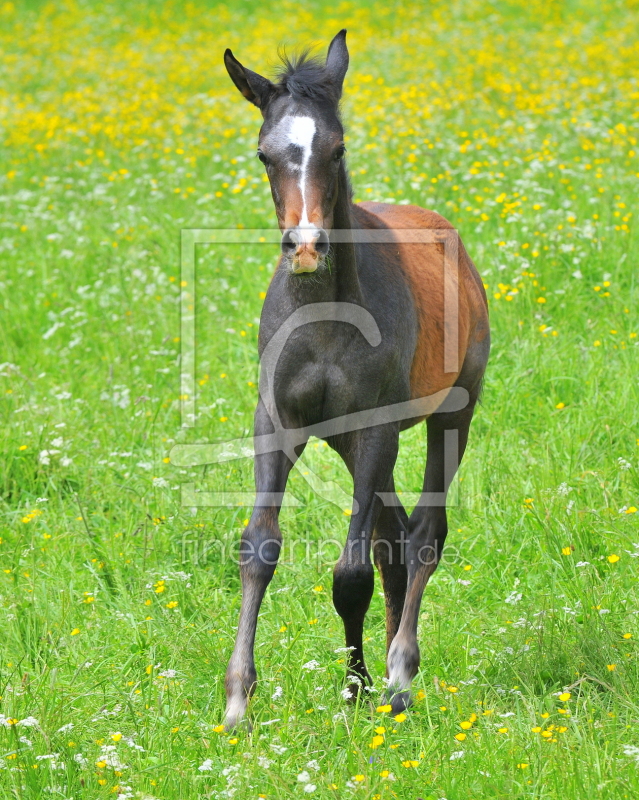 frei wählbarer Bildausschnitt für Ihr Bild auf Grußkarte