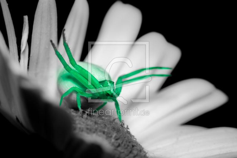 frei wählbarer Bildausschnitt für Ihr Bild auf Grußkarte