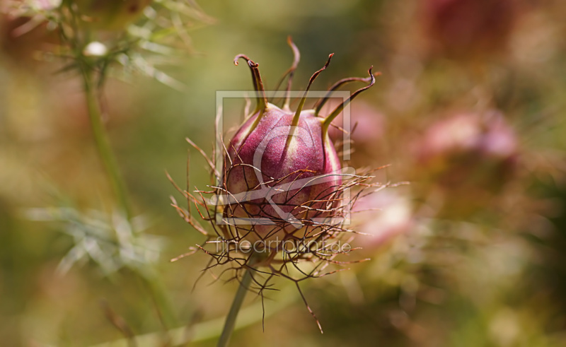 frei wählbarer Bildausschnitt für Ihr Bild auf Grußkarte