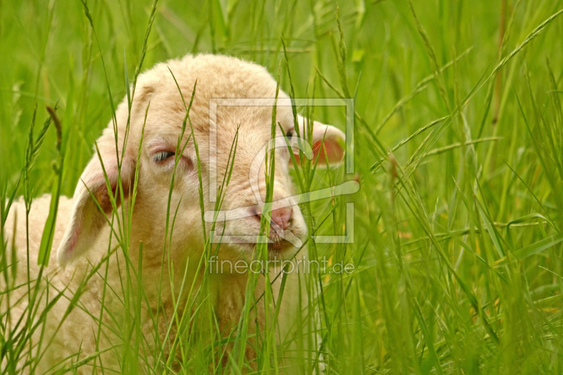 frei wählbarer Bildausschnitt für Ihr Bild auf Grußkarte
