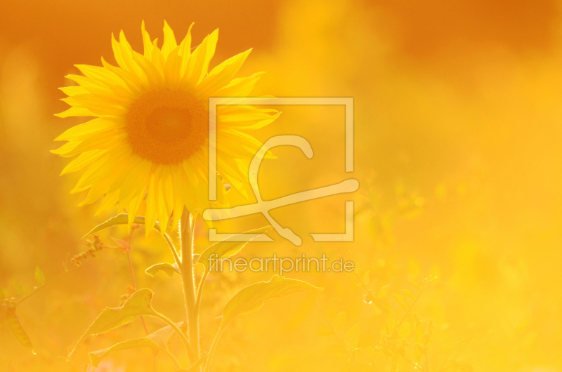 frei wählbarer Bildausschnitt für Ihr Bild auf Grußkarte