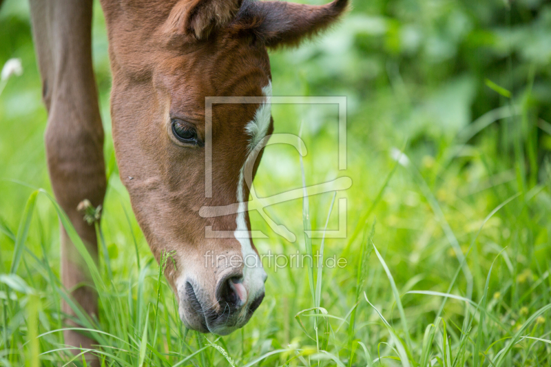frei wählbarer Bildausschnitt für Ihr Bild auf Grußkarte