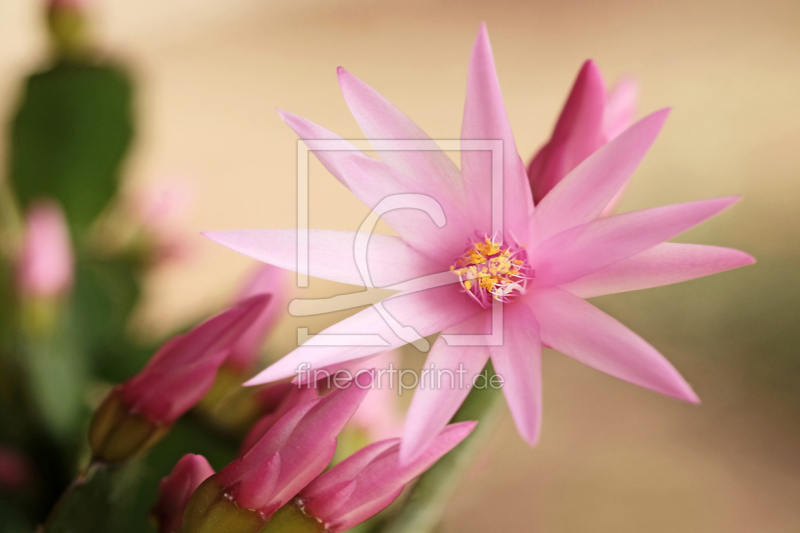 frei wählbarer Bildausschnitt für Ihr Bild auf Grußkarte