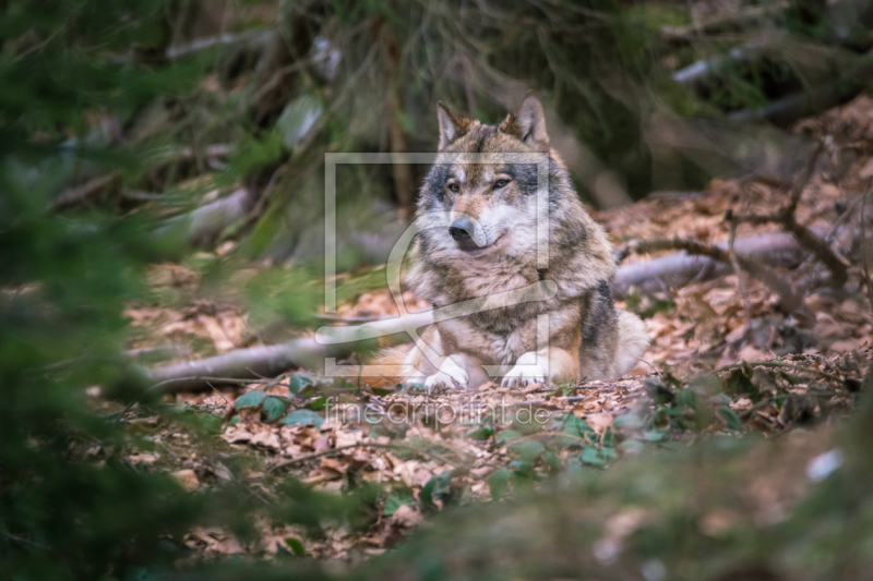 frei wählbarer Bildausschnitt für Ihr Bild auf Grußkarte