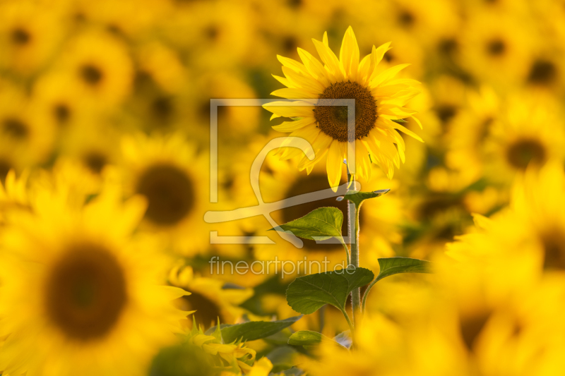 frei wählbarer Bildausschnitt für Ihr Bild auf Grußkarte