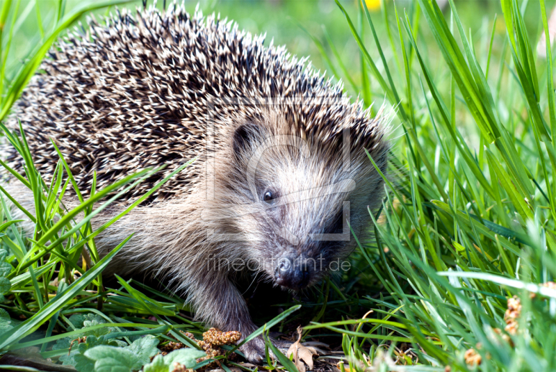 frei wählbarer Bildausschnitt für Ihr Bild auf Grußkarte
