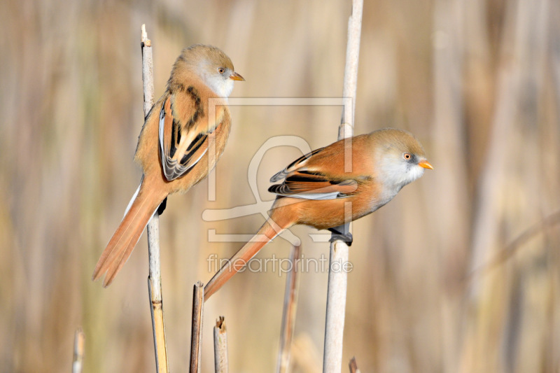 frei wählbarer Bildausschnitt für Ihr Bild auf Grußkarte