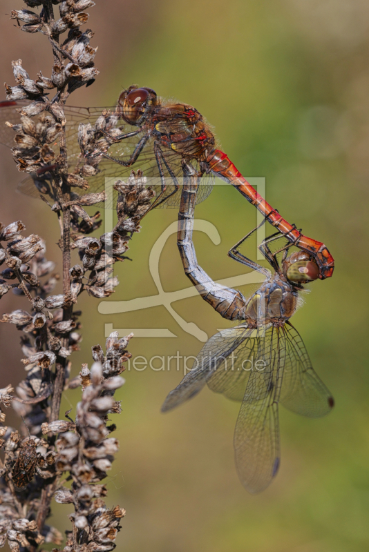 frei wählbarer Bildausschnitt für Ihr Bild auf Grußkarte