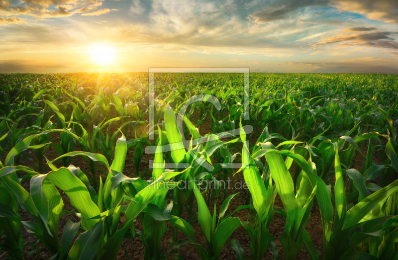frei wählbarer Bildausschnitt für Ihr Bild auf Grußkarte