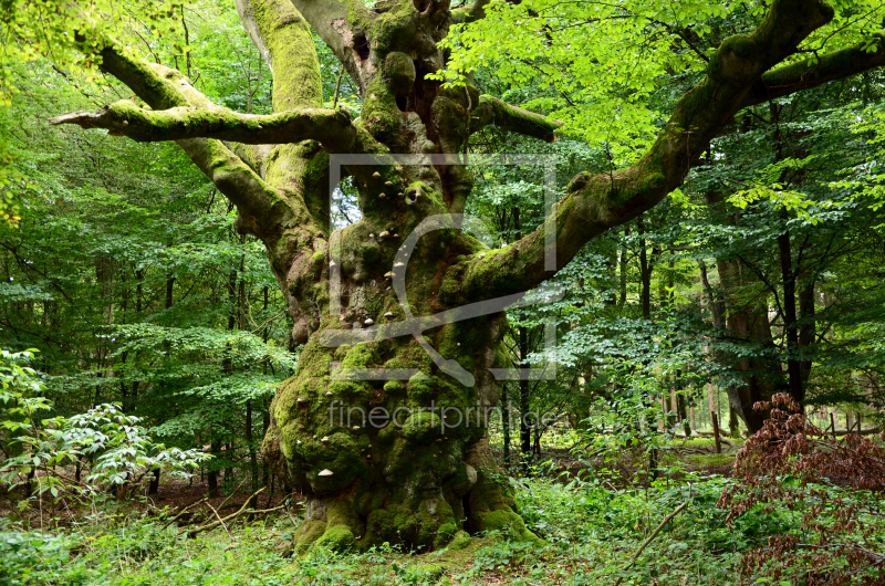 frei wählbarer Bildausschnitt für Ihr Bild auf Grußkarte