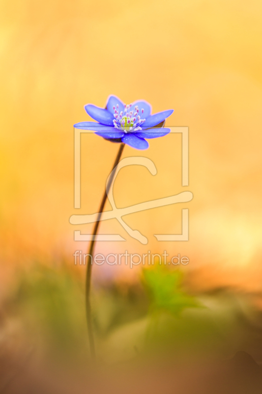 frei wählbarer Bildausschnitt für Ihr Bild auf Grußkarte