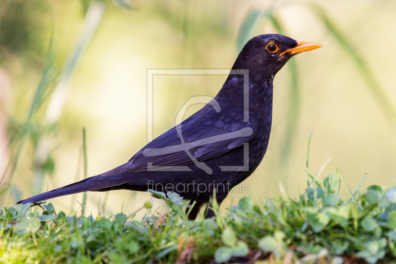 frei wählbarer Bildausschnitt für Ihr Bild auf Grußkarte