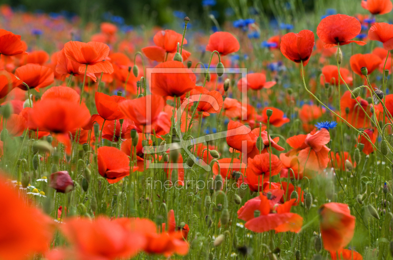 frei wählbarer Bildausschnitt für Ihr Bild auf Grußkarte