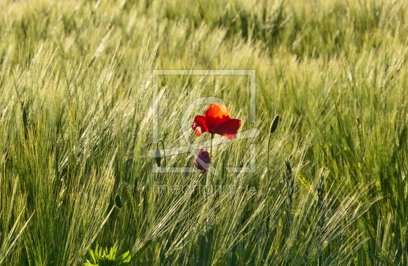 frei wählbarer Bildausschnitt für Ihr Bild auf Grußkarte