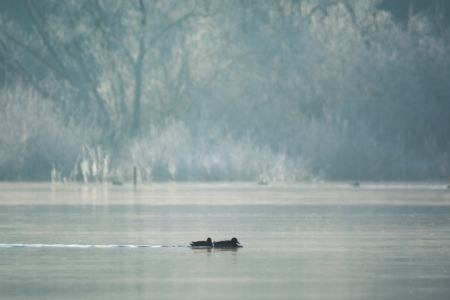 Bild-Nr: 11867998 Morgen am See - Winter Idylle Erstellt von: luxpediation