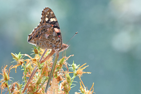 Bild-Nr: 12464527 Distelfalter Erstellt von: GUGIGEI