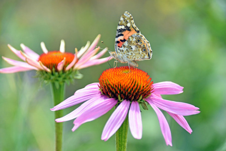 Bild-Nr: 12901607 Distelfalter Erstellt von: GUGIGEI