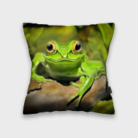 Kleiner grüner Frosch von photoplace