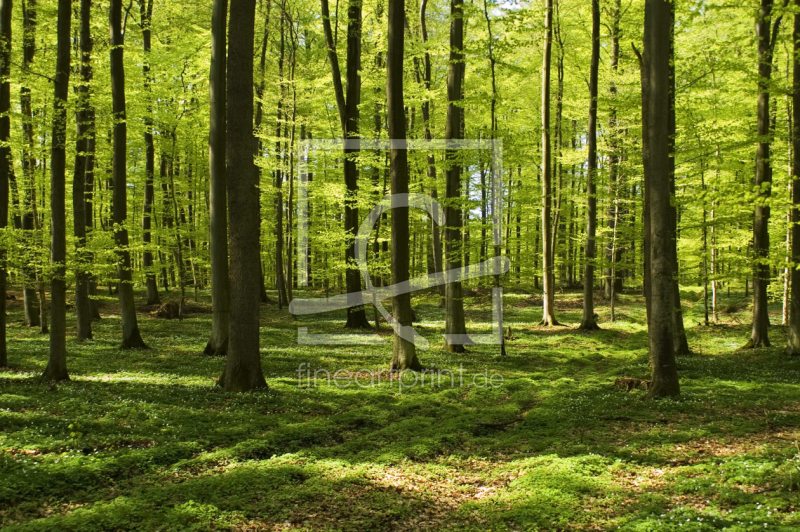 frei wählbarer Bildausschnitt für Ihr Bild auf Kissen