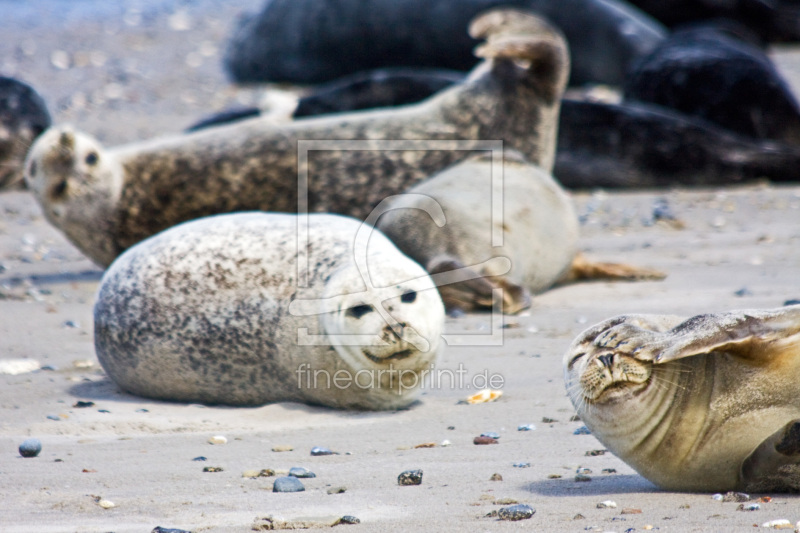 frei wählbarer Bildausschnitt für Ihr Bild auf Kissen