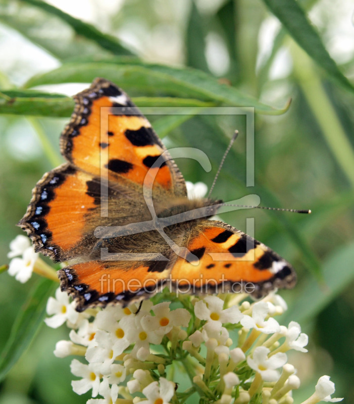 frei wählbarer Bildausschnitt für Ihr Bild auf Kissen