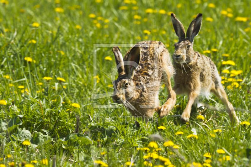 frei wählbarer Bildausschnitt für Ihr Bild auf Kissen