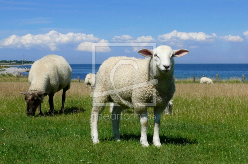 frei wählbarer Bildausschnitt für Ihr Bild auf Kissen