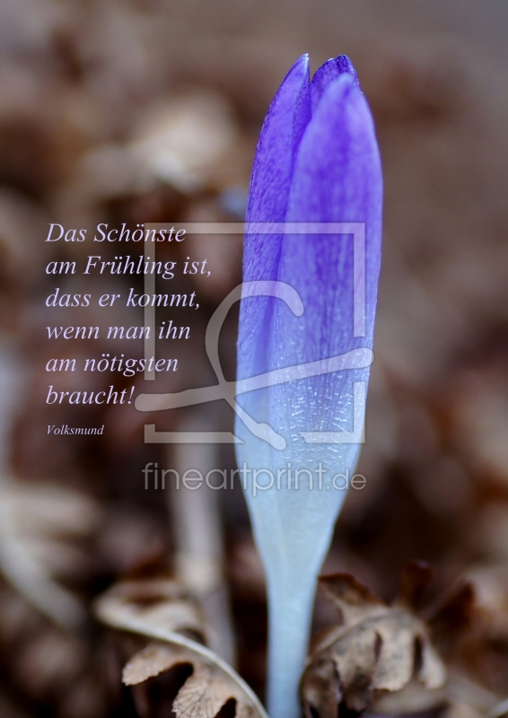 frei wählbarer Bildausschnitt für Ihr Bild auf Kissen
