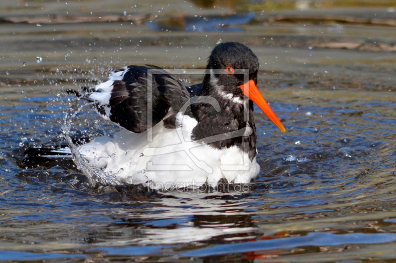 frei wählbarer Bildausschnitt für Ihr Bild auf Kissen