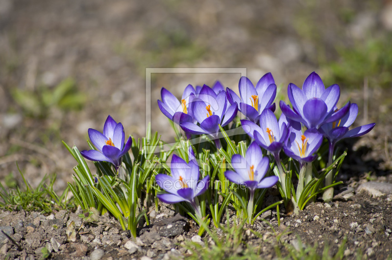 frei wählbarer Bildausschnitt für Ihr Bild auf Kissen