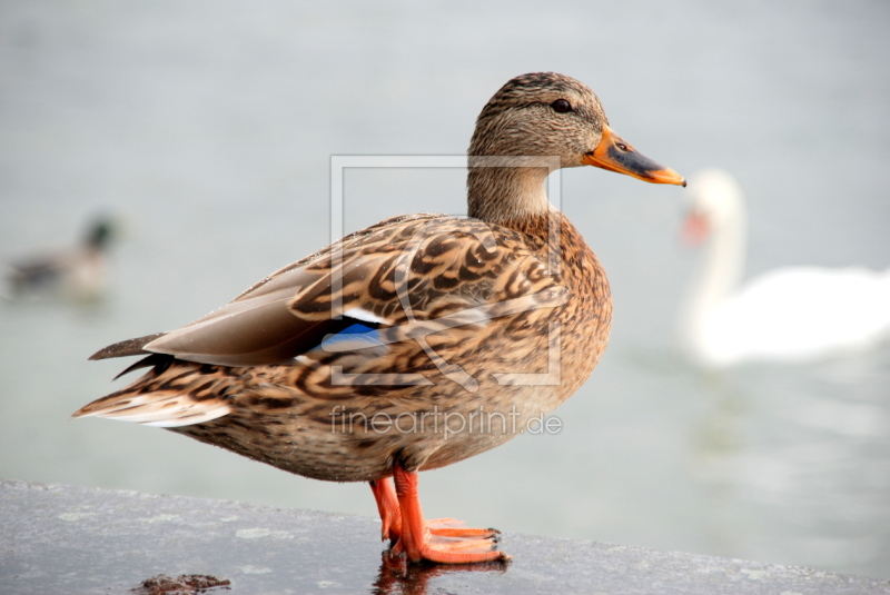 frei wählbarer Bildausschnitt für Ihr Bild auf Kissen