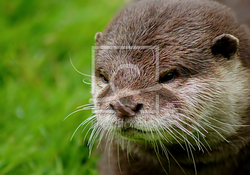 frei wählbarer Bildausschnitt für Ihr Bild auf Kissen