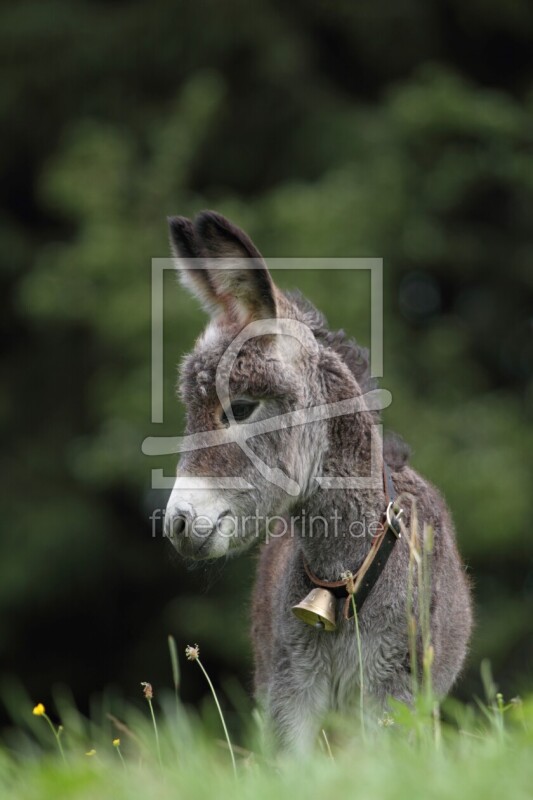 frei wählbarer Bildausschnitt für Ihr Bild auf Kissen