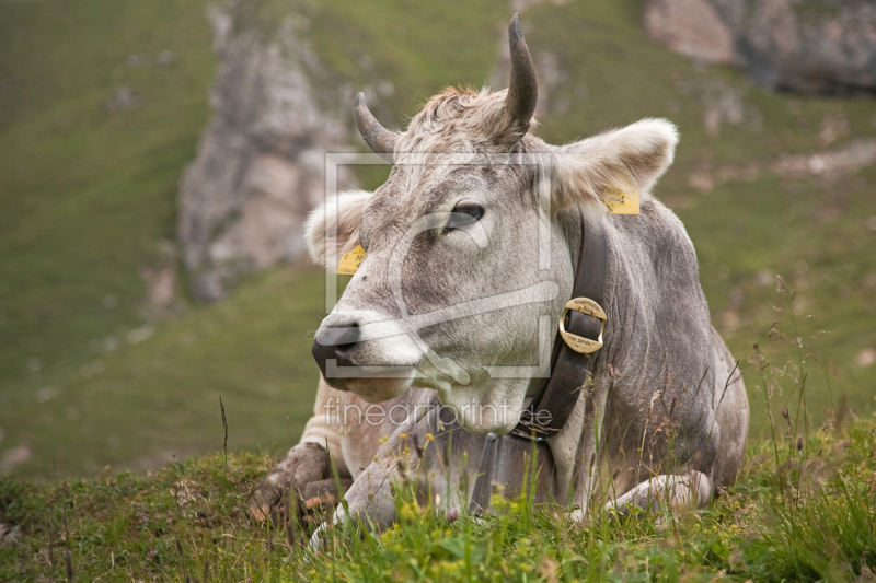 frei wählbarer Bildausschnitt für Ihr Bild auf Kissen