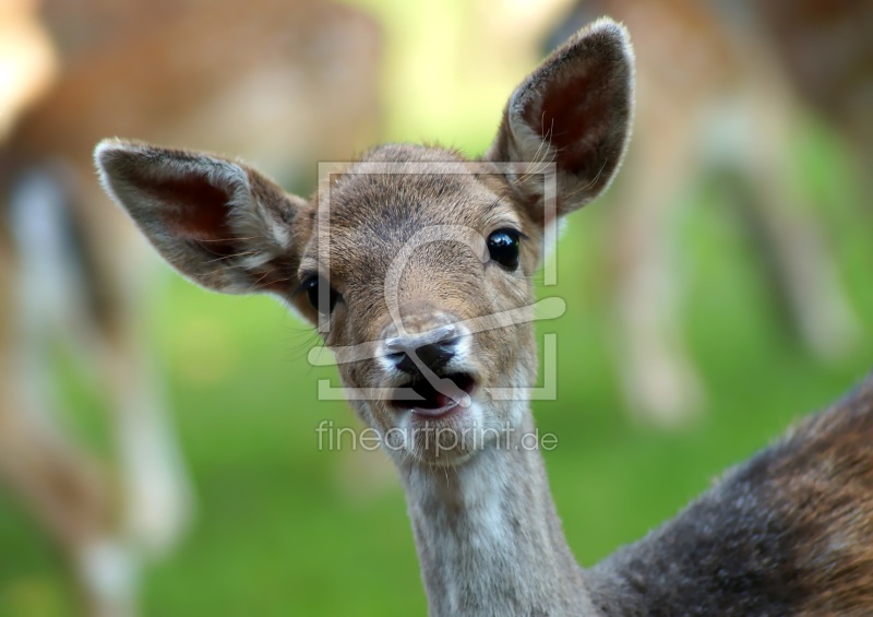 frei wählbarer Bildausschnitt für Ihr Bild auf Kissen