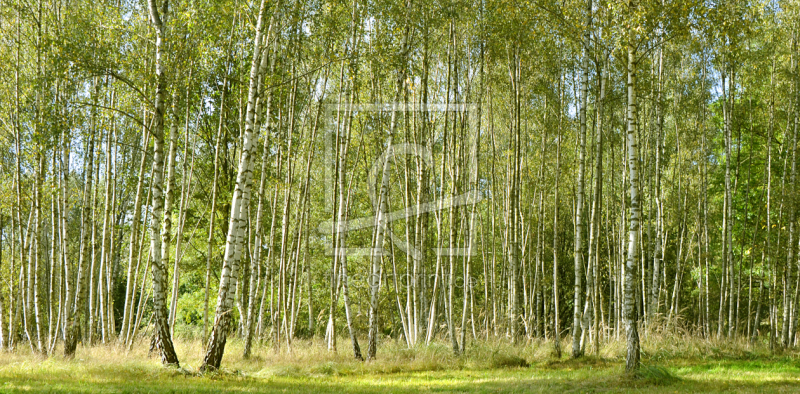 frei wählbarer Bildausschnitt für Ihr Bild auf Kissen